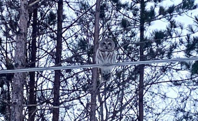 Life'S A Hoot Villa Au Gres Eksteriør billede